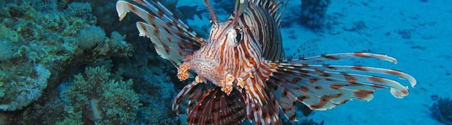 Tiger Rock Scuba Diving - Full Day Excursion 7