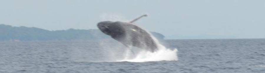 Whale Watching Tour from Contadora Island 1