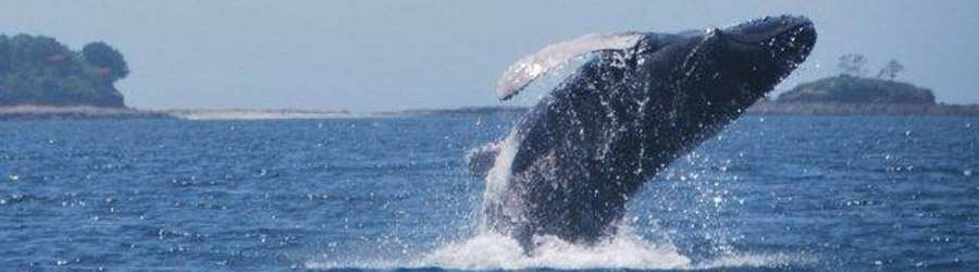 Whale Watching Tour from Contadora Island 2