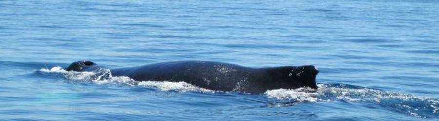 Whale Watching Tour from Contadora Island 3