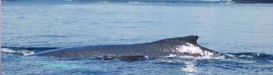 Whale Watching Tour from Contadora Island 5