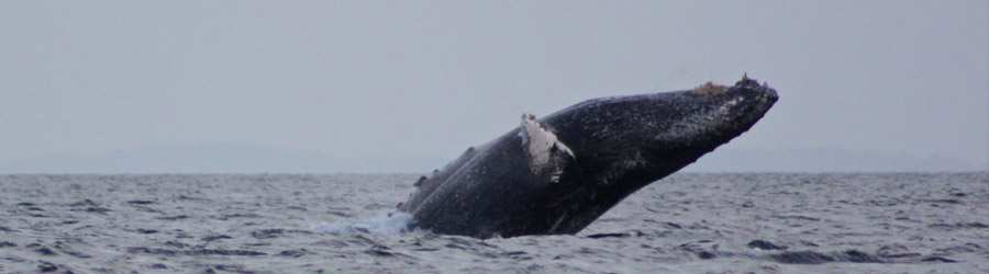 Whale Watching Tour from Contadora Island 6