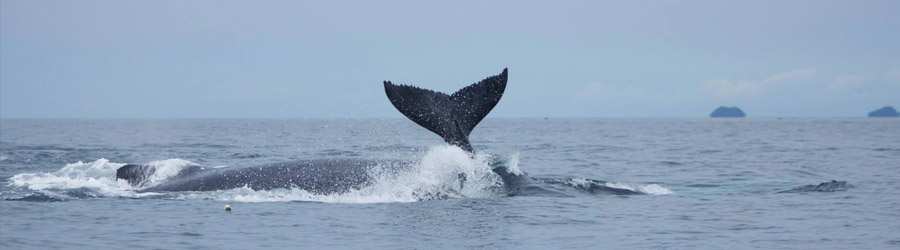 Whale Watching Tour from Contadora Island 7