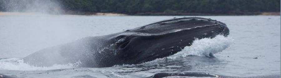 Whale Watching Tour from Contadora Island 8