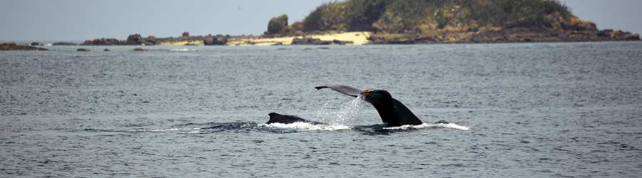 Pearl Islands Panama Whale Watching & Chapera Island Beach Break 2