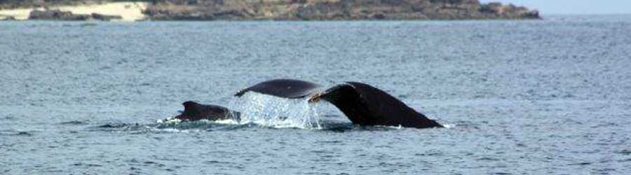 Pearl Islands Panama Whale Watching & Chapera Island Beach Break 6