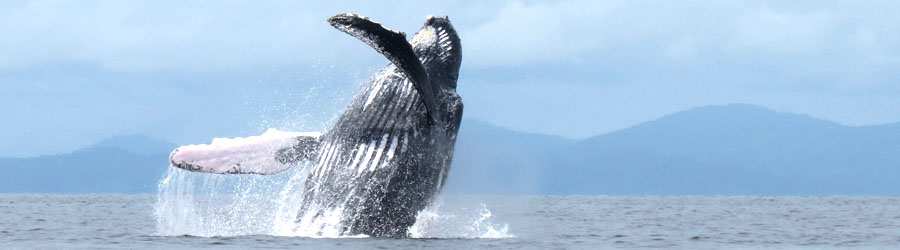 Panama Whale Watching Pearl Islands & Isla Bolaños Beach Break 2