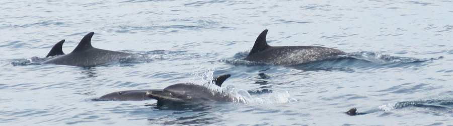 Panama Whale Watching Pearl Islands & Isla Bolaños Beach Break 3