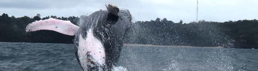 Panama Whale Watching Pearl Islands & Isla Bolaños Beach Break 4