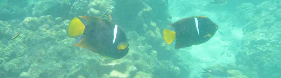 Panama Whale Watching Pearl Islands & Isla Bolaños Beach Break 6