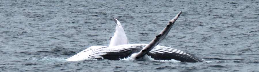 Panama Whale Watching Pearl Islands & Isla Bolaños Beach Break 7