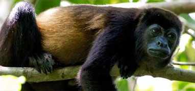 Cloud Forest Safari & Wildlife Tour